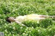 A woman laying in a field of white flowers.